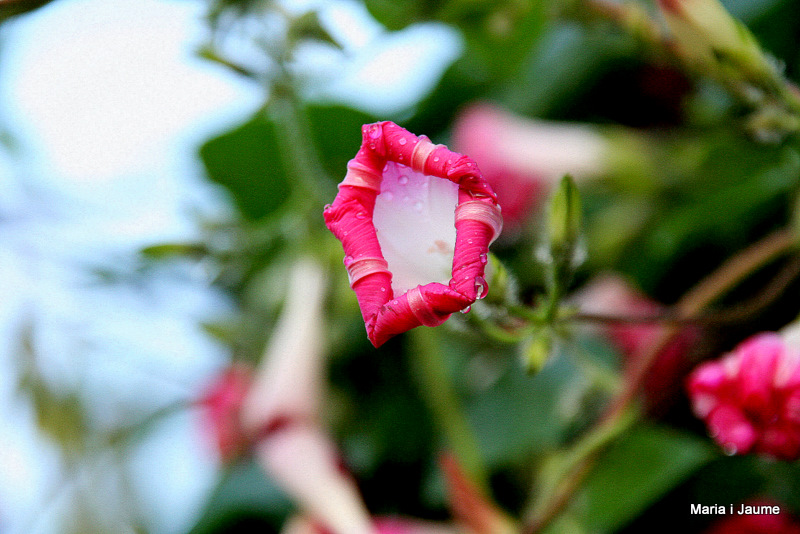 Flors. St. Feliu de Pallerols (La Garrotxa)